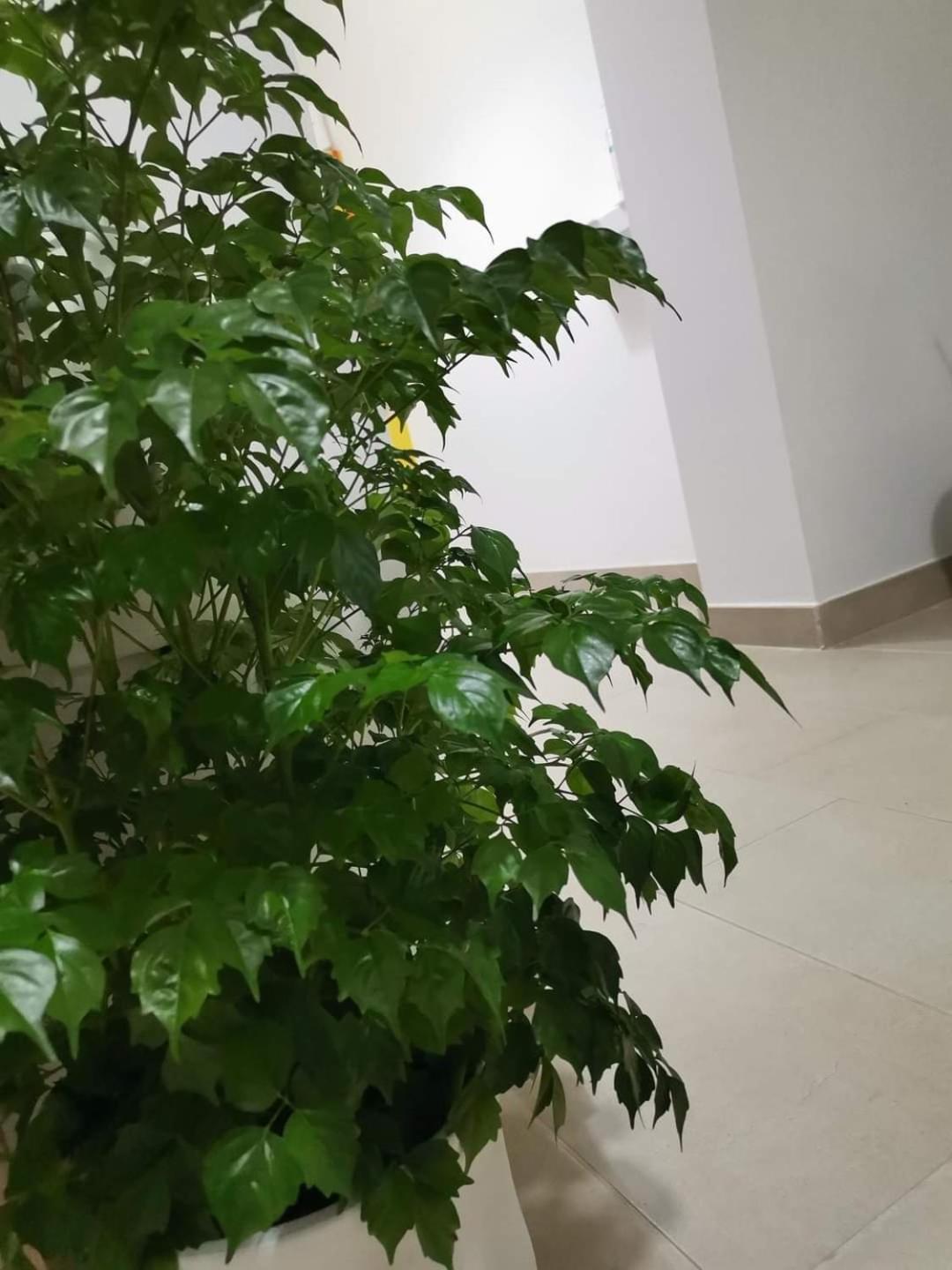 Montesarchiorooms Kültér fotó